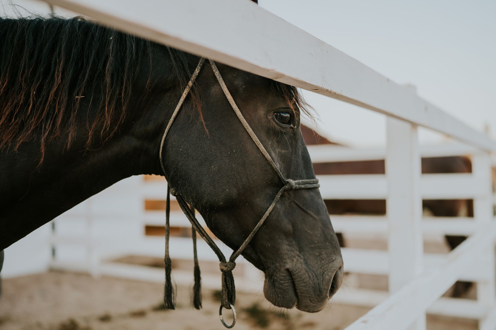 Black horse standing inside a fenced corral