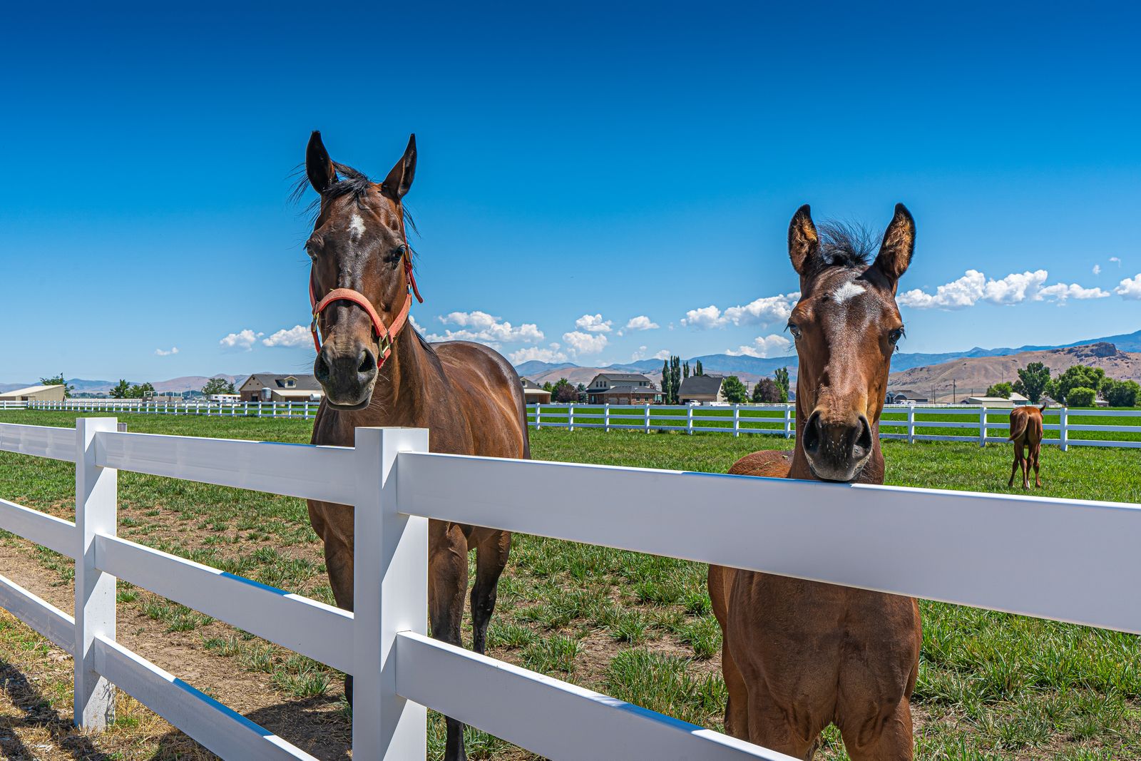 Two horses standing behind ranch fencing