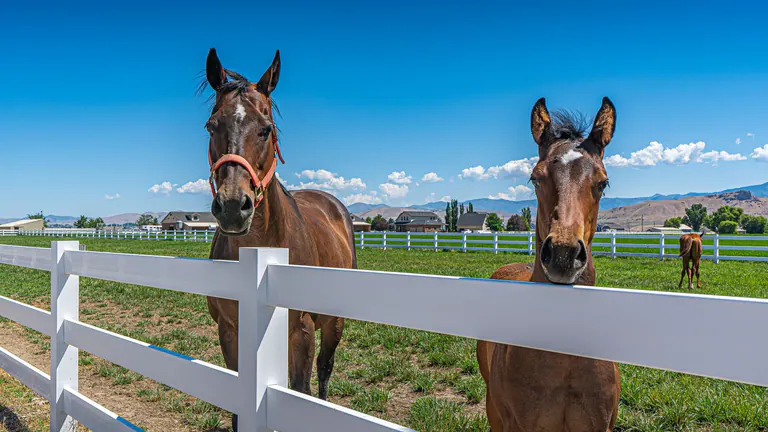 Two horses standing behind ranch fencing