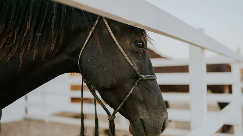 Black horse standing inside a fenced corral