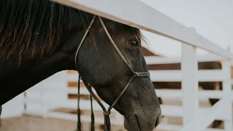 Black horse standing inside a fenced corral