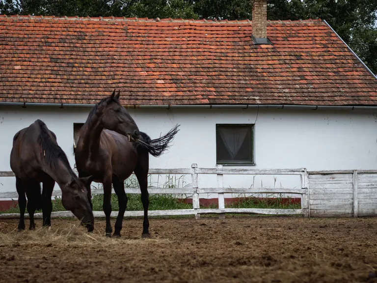 Two horses standing inside a rural corral