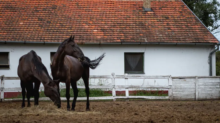Two horses standing inside a rural corral